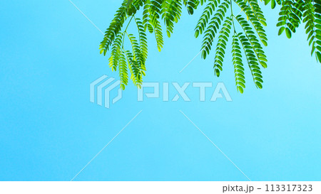 The green leaf of the top of the tree against the blue sky at midday. For use as background or copy space. The green leaf of the top of the tree against the blue sky at midday. For use as background or copy space. 113317323