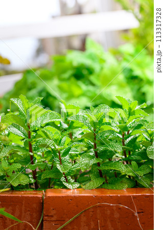 家庭菜園 スペアミント　ハーブ 113317328