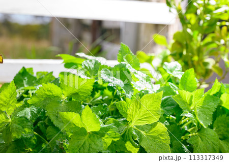 家庭菜園　三つ葉 113317349