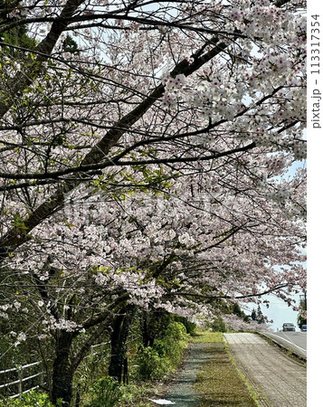 桜のトンネルを走る道 桜のトンネルを走る道 113317354