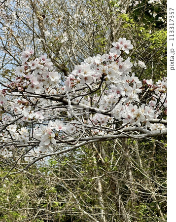 春の訪れを告げる満開の桜 春の訪れを告げる満開の桜 113317357
