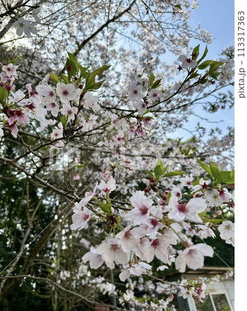 春の近隣公園に咲いた八重桜 113317363