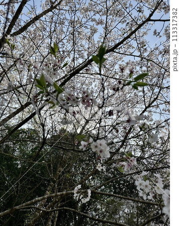 桜の花が咲いた 113317382