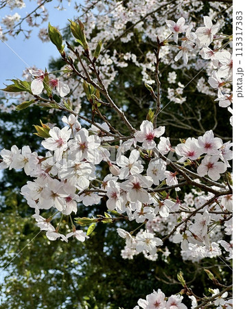 青空に映える満開の桜 113317383