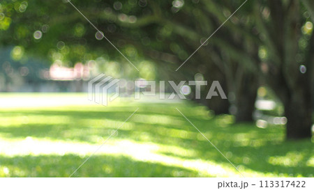 burred green leaves on the garden during daytime and bokeh light for use in illustrations Background image or copy space 113317422