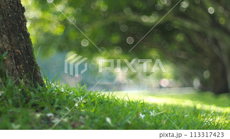 burred green leaves on the garden during daytime and bokeh light for use in illustrations Background image or copy space 113317423