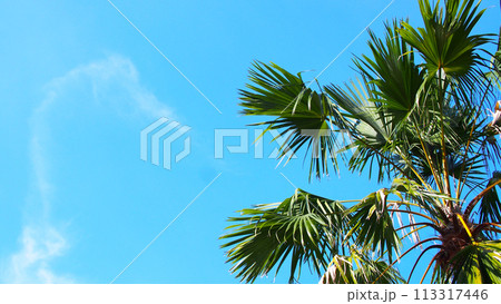 the plam tree on the blue sky at midday. For use as background or copy space. 113317446