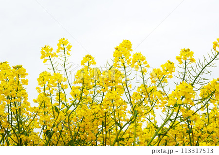 菜の花咲く風景 春の菜の花畑 早春イメージ 背景素材 イメージ素材 菜の花咲く風景 春の菜の花畑 早春イメージ 背景素材 イメージ素材 113317513