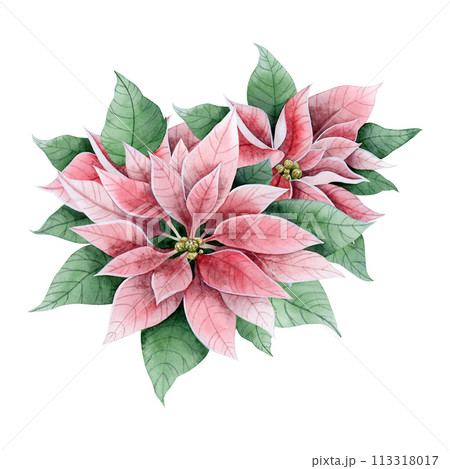 Vintage poinsettia Christmas flowers and leaves in pink and green colors watercolor illustration isolated on white background. Winter holidays florals bouquet for greeting cards and festive banners 113318017