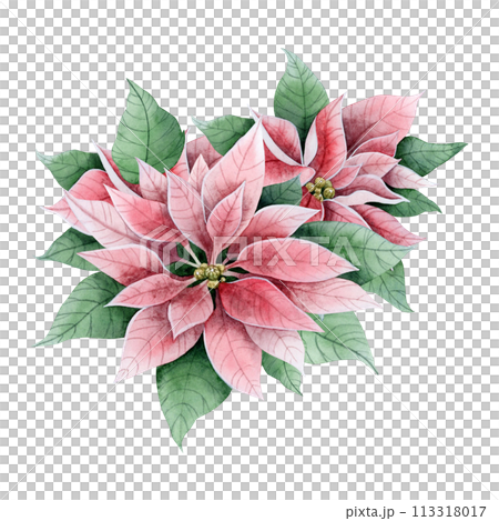 Vintage poinsettia Christmas flowers and leaves in pink and green colors watercolor illustration isolated on white background. Winter holidays florals bouquet for greeting cards and festive banners 113318017