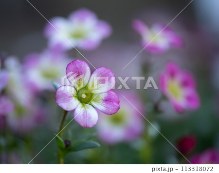 可愛い桃色の雲間草 113318072