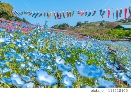 ネモフィラと芝桜とチューリップと鯉のぼり 【静岡県御前崎市】 ネモフィラと芝桜とチューリップと鯉のぼり 【静岡県御前崎市】 113318166