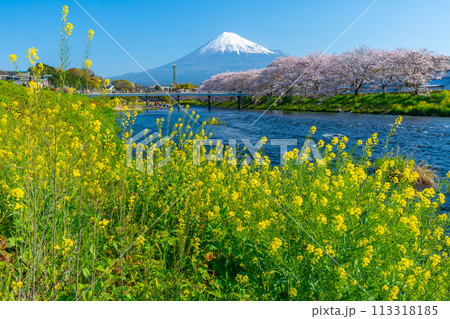 龍巌淵　富士山と桜　名所　【富士市】 113318185