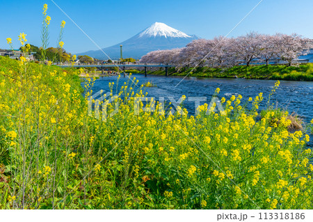 龍巌淵　富士山と桜と菜の花の名所　【富士市】 113318186