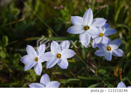 ハナニラの花 113318246