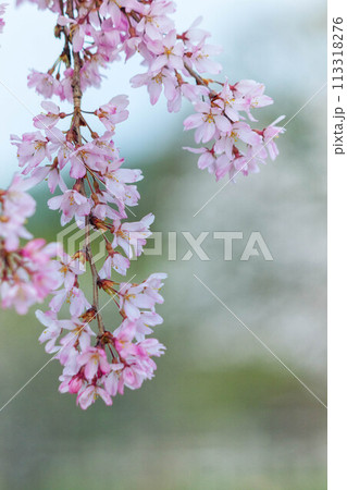 枝垂れ桜のアップ 113318276