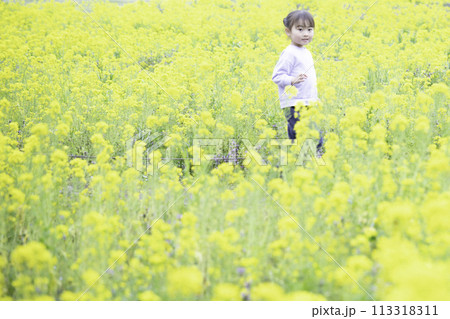 菜の花畑と女の子 菜の花畑と女の子 113318311