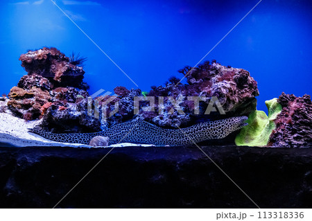 macro laced moray (Gymnothorax favagineus) macro laced moray (Gymnothorax favagineus) 113318336
