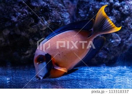 macro fish acanthurus pyroferus 113318337