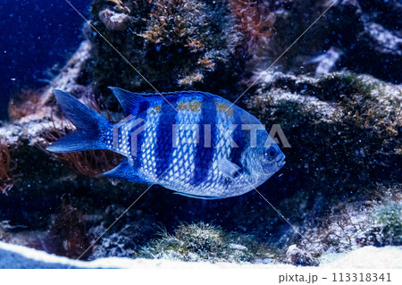 Fish Surgeon Zebra Acanthurus triostegu 113318341