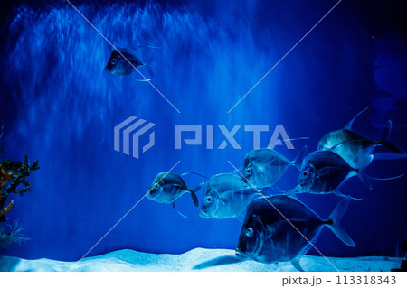 Selene Fish, or Selene Vomer Selene Fish, or Selene Vomer 113318343