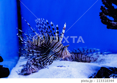 Fish Lionfish - Zebra, Pterois volitans Fish Lionfish - Zebra, Pterois volitans 113318344