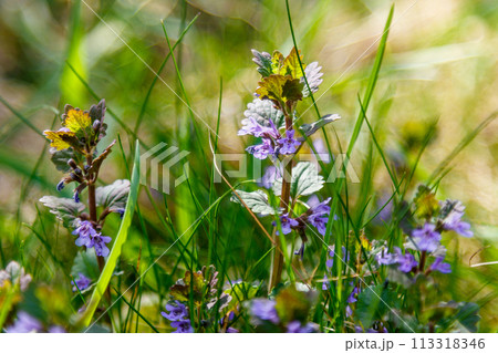 Beautiful spring wildflowers macro Beautiful spring wildflowers macro 113318346