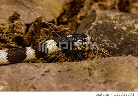 snake lampropeltis getula californiae 113318372