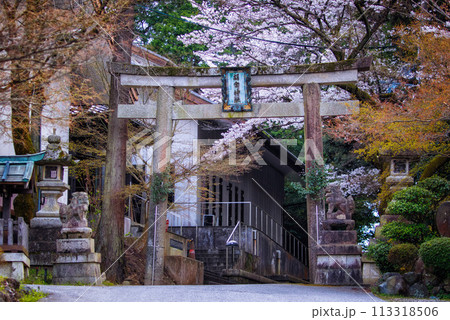 滋賀県多賀町の胡宮神社の鳥居と桜咲く春景色 113318506