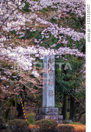 滋賀県多賀町の胡宮神社の社号標と桜 滋賀県多賀町の胡宮神社の社号標と桜 113318507