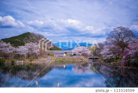 滋賀県甲良町にある三川分水公園の池と春景色 113318509