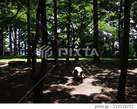 京都の愛宕山の登山道から見た風景 113318722
