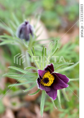 西洋オキナグサ 西洋オキナグサ 113318803