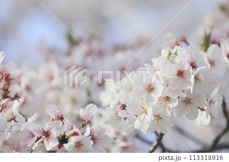 満開の桜 満開の桜 113318916