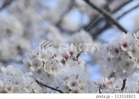 満開の桜 113318923