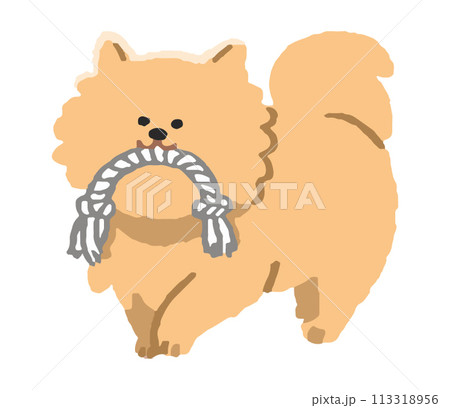 ロープのおもちゃを齧む犬 113318956