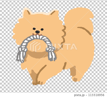 ロープのおもちゃを齧む犬 113318956