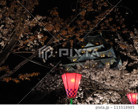 大阪城天守閣と夜桜 大阪城天守閣と夜桜 113318985