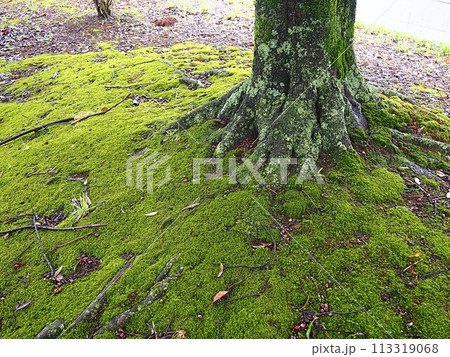 苔むした林床のイメージ 苔むした林床のイメージ 113319068