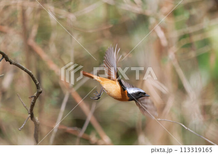 木から飛び立つジョウビタキ 113319165