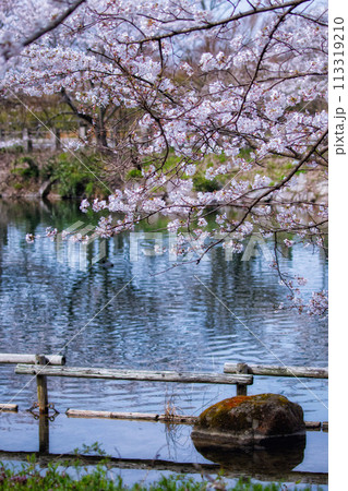 滋賀県甲良町にある三川分水公園の池と春景色 滋賀県甲良町にある三川分水公園の池と春景色 113319210