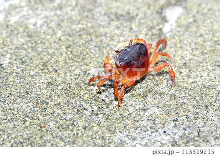 オトリ生け簀の土台のタタキに棲み着いたサワガニ 113319215