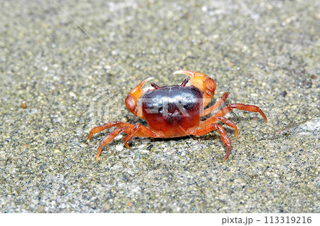 オトリ生け簀の土台のタタキに棲み着いたサワガニ オトリ生け簀の土台のタタキに棲み着いたサワガニ 113319216