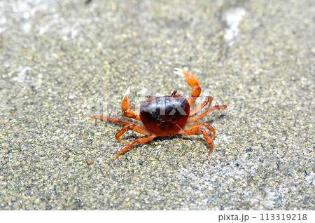 オトリ生け簀の土台のタタキに棲み着いたサワガニ オトリ生け簀の土台のタタキに棲み着いたサワガニ 113319218