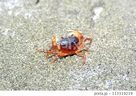 オトリ生け簀の土台のタタキに棲み着いたサワガニ 113319219