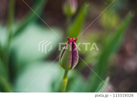 Red tulip bud. unopened red tulip. First spring flowers. Photo with bokeh effect 113319326