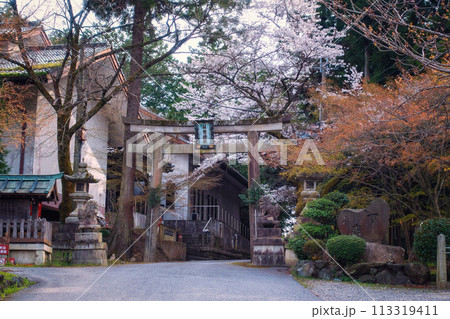 滋賀県多賀町の胡宮神社の鳥居と桜咲く春景色 113319411