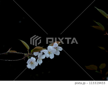 曇り空の日の森に咲く桜の花 113319433