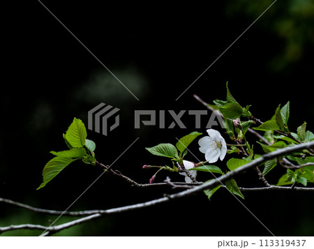 曇り空の日の森に咲く桜の花 113319437