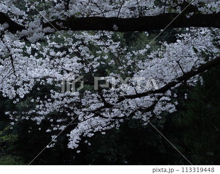 曇り空の日の森に咲く桜の花 113319448